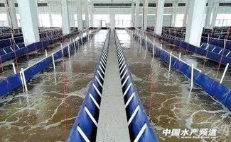 循環(huán)水養(yǎng)殖,哪種更有 錢 途